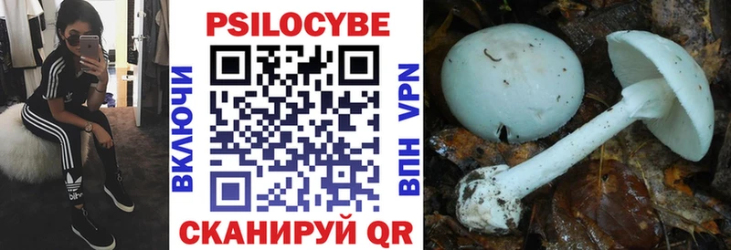 mega ССЫЛКА  Заволжск  Псилоцибиновые грибы Magic Shrooms  как найти закладки 